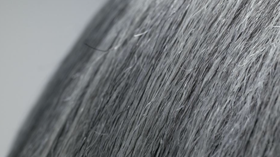 head of gray hair