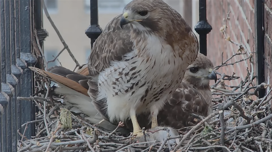 Two adult red-tailed hawks sat on their nest on a balcony at John Jay Hall, Columbia University