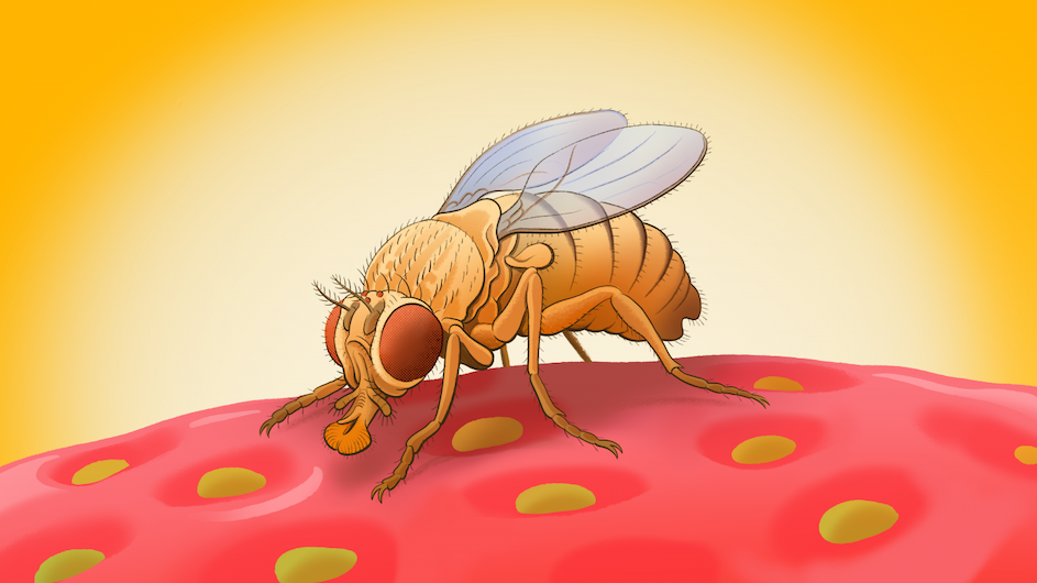 Image of a fruit fly.
