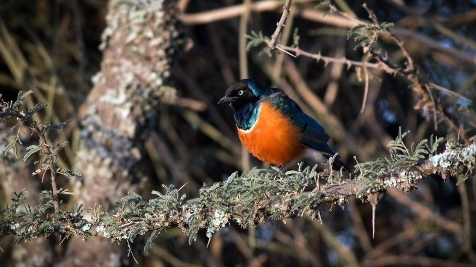 superb starling in a tree in Kenya. (Shailee Shah)
