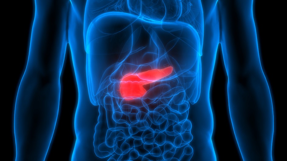 Image of the human pancreas.
