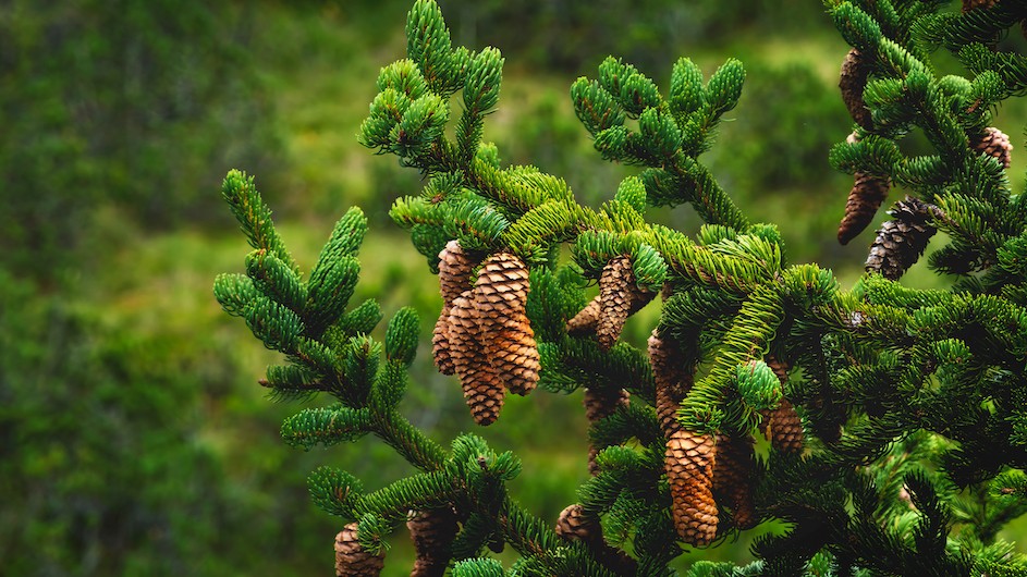Pine cones on a branch.