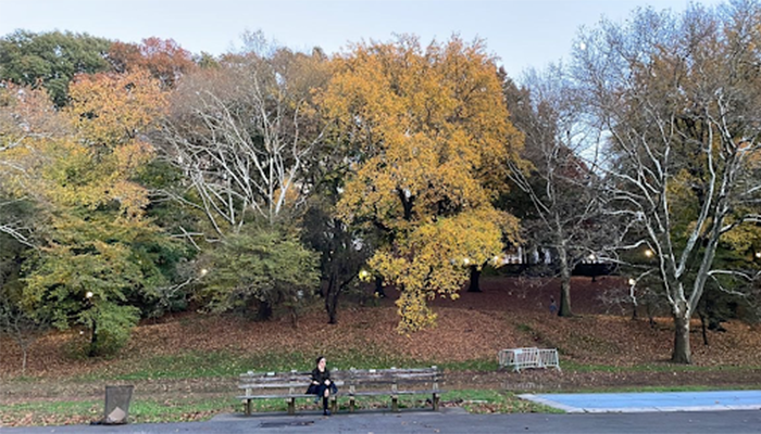 Riverside park bench and trees in the fall. 