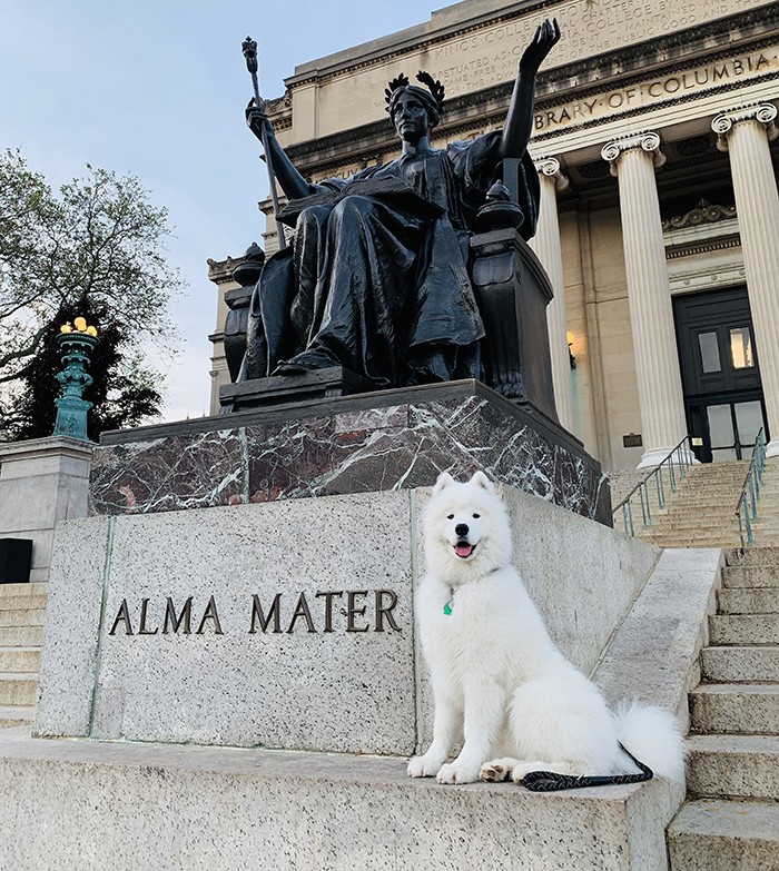 A samoyed dog sits by Alma Mater