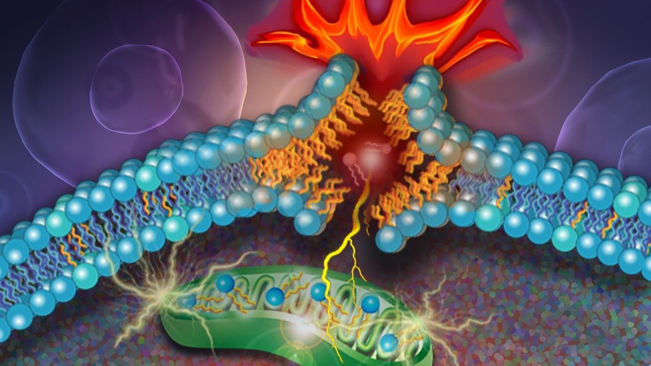 Illustration of a diPUFA phospholipid, a type of lipid with two polyunsaturated fatty acyl tails, breaking through a cell's outer lipid layer as the cell dies. New research has shown that diPUFA phospholipids are a key driver of a form of cell death known as ferroptosis.