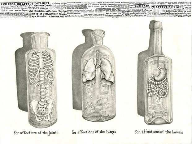 a graphite on paper illustration of three bottles. One contains a small spinal chord, vertebrae, and pelvis; the second contains a pair of lungs; the third contains a stomach and intestines.