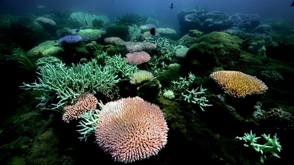 blue sea water as a backdrop for pink and gold coral surrounded by green algae