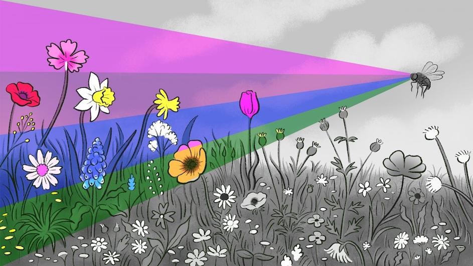 Illustration of a fruit fly perceiving a field of flowers as colorful.