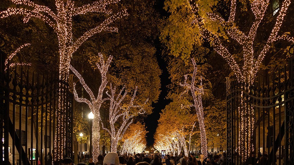 Trees lit up on College Walk for the holiday season.