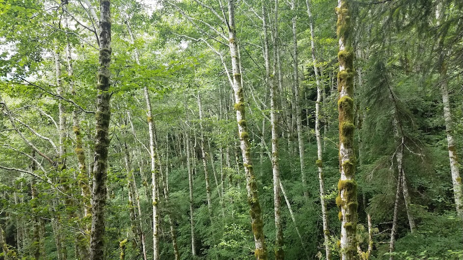 Natural Areas May Acquire Too Little Nitrogen to Repair Climate