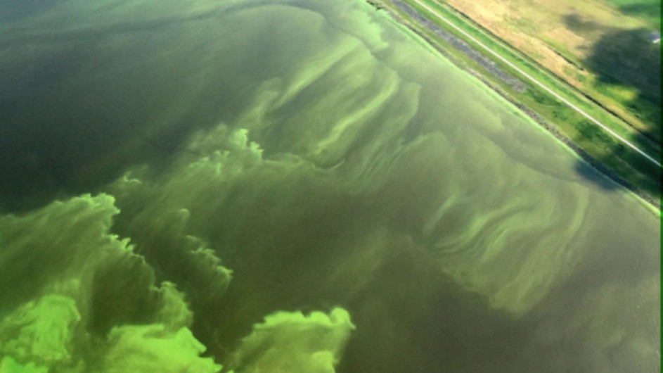 Excess nitrogen and other nutrients contribute to harmful algal blooms. (Nicholas Aumen/U.S. Geological Survey) algal bloom