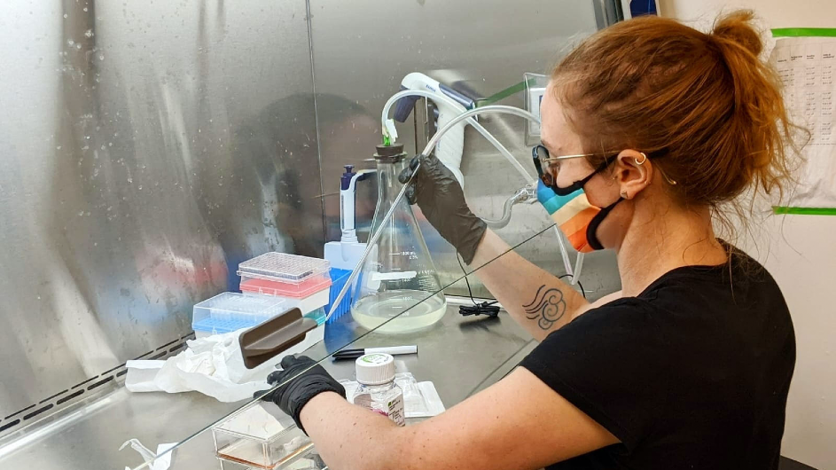 A postdoc in Tal Danino’s lab, Bentley Shuster focuses on programming bacteria to fight cancer. Here, she works under a sterile tissue-culturing hood growing colon cancer cells to test with her engineered bacteria. (Steven Wang) Columbia postdoc Bentley Shuster under a tissue-culturing hood