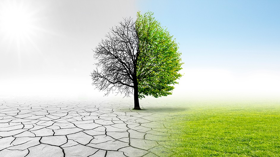 climate change tree, Columbia University