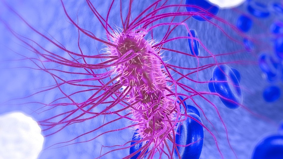 An artist’s rendering of an E. coli cell. (Can Stock Photo / Kateryna_Kon) Encoding information into the DNA of e-coli cells