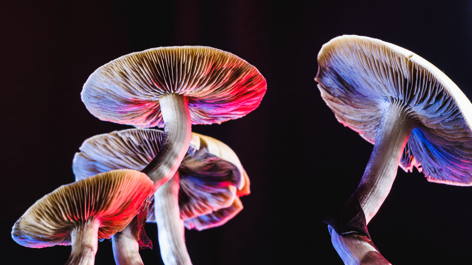 magic mushrooms containing psilocybin