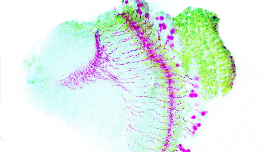 fruit fly motion detection neurons. (Behnia lab/Zuckerman Institute)