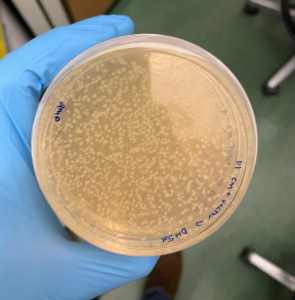 colony of engineered microbes in a petri dish