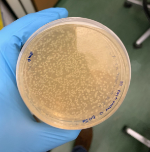 The microbes are incubated at 37 degrees Celsius in a petri dish with selective antibiotic media. The colony growth shown here is proof of a successfully engineered strain. (Bentley Shuster) colony of engineered microbes in a petri dish