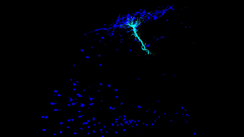 place cells in the mouse brain