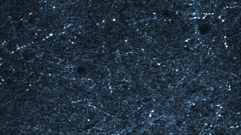 Axonal activity in pyramidal neurons in mice (Credit: Satoshi Terada / Losonczy lab / Columbia’s Zuckerman Institute) pyramidal neurons in mice (Credit: Satoshi Terada / Losonczy lab / Columbia’s Zuckerman Institute)