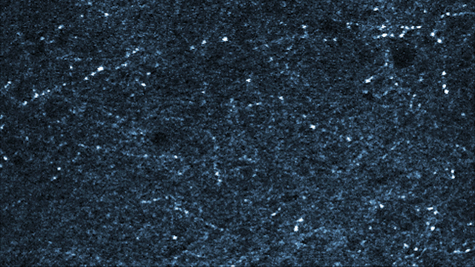 pyramidal neurons in mice (Credit: Satoshi Terada / Losonczy lab / Columbia’s Zuckerman Institute)