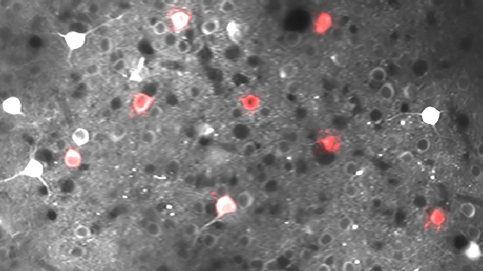Neurons in the brains of living mice taken with two-photon microscopy from Professor Rafael Yuste's lab. The neurons, residing in superficial layers of primary visual cortex, express a fluorescent calcium indicator (GCaMP6f), which allows the recording of neuronal activity in vivo. Experimentally identified novelty detection cells are highlighted in red. Brain cells from an experiment in Columbia University Professor Rafael Yuste's lab.