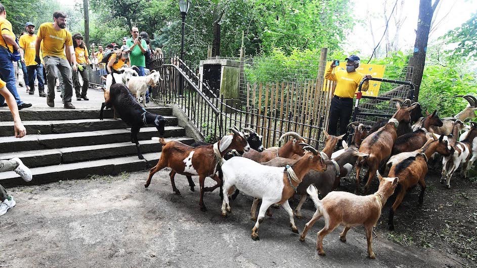 Running of the goats in Riverside Park