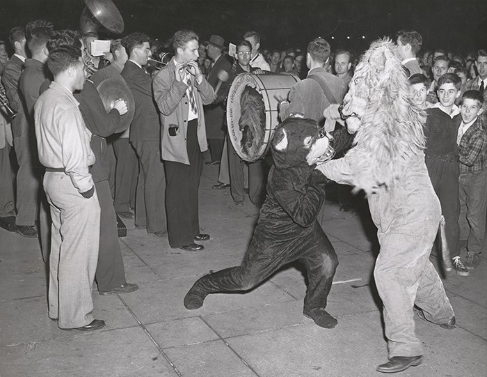 Photo by Manny Warman, Columbia University Archives A photo of the Columbia Lion in the 1940s fighting a bear mascot.