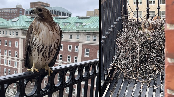 A collage of a hawk and two baby hawks on John Jay building on Columbia's campus.