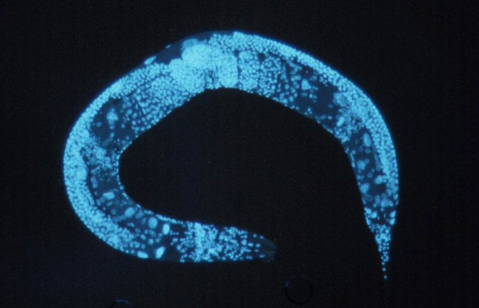 Roundworm nervous system