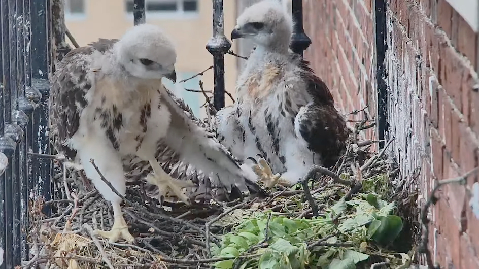 Sadly, one of the juvenile red-tailed hawks, who hatched on a balcony at Columbia's John Jay Hall, died this week. (Photo: Joseph Goddu and the Columbia College Hawk Cam Team) Juvenile red-tailed hawks on the nest at John Jay Hall, Columbia University