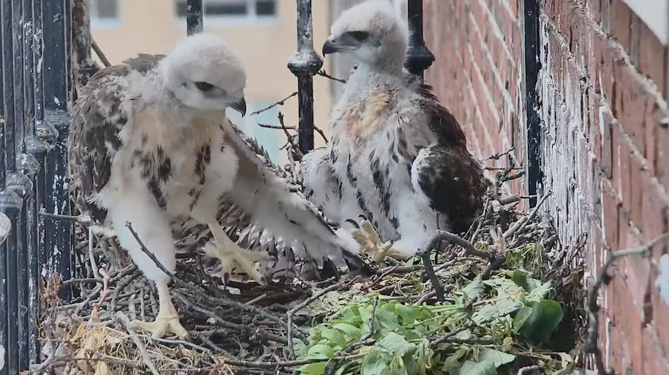 Juvenile red-tailed hawks on the nest at John Jay Hall, Columbia University