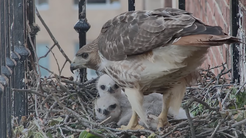 Red-tailed hawk with hatchlings on the nest at John Jay Hall, Columbia University