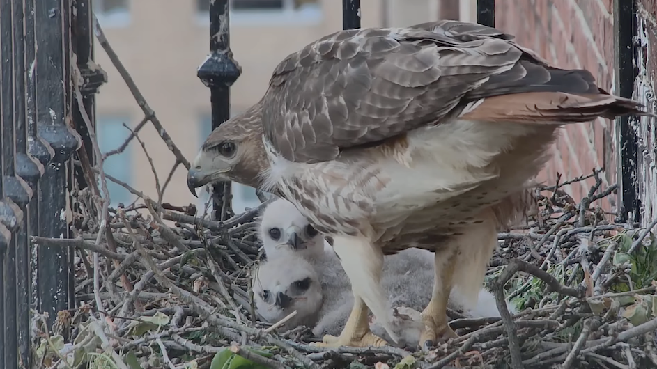 Ruth Ginsbird watches over her hatchlings (known as eyasses), waiting for Martin Ginsbird to arrive back at the nest. (Photo: Joseph Goddu and the Columbia College Hawk Cam Team) Red-tailed hawk with hatchlings on the nest at John Jay Hall, Columbia University