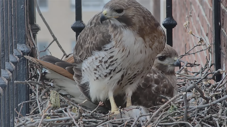 The "Ginsbirds," John Jay’s avian residents at Columbia. (Photo: Joseph Goddu and the Columbia College Hawk Cam Team) Two adult red-tailed hawks sat on their nest on a balcony at John Jay Hall, Columbia University