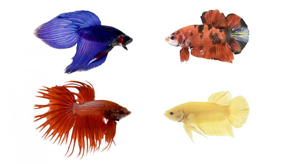 betta fish of various colors and shapes