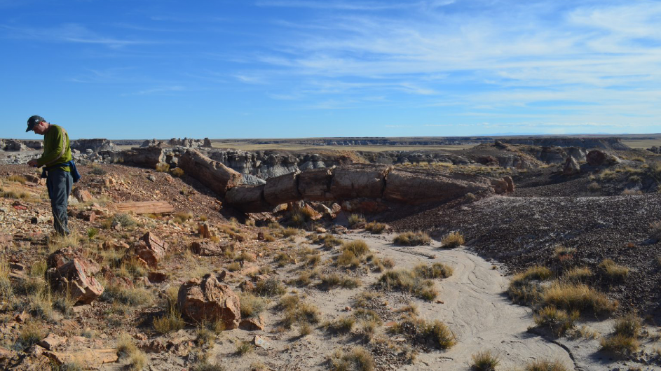 Desert near Holbrook, Arizona. (Kevin Krajick/Earth Institute)
