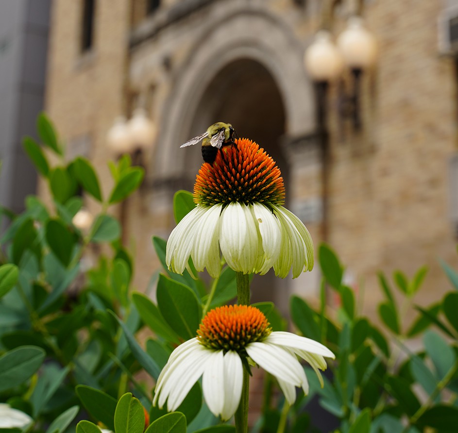 A bee on an orange and white-pedaled flower in front of the Allan Rosenfield Building at Columbia's Mailman School of Public Health.
