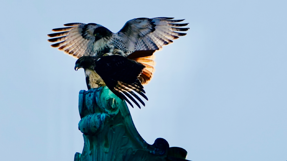 A neighbor whose apartment borders Columbia submitted this photo from several months ago and suggested that the couple be named after Shakespeare's Hamlet and Ophelia. (Joseph Goddu) A pair of red-tailed hawks at the top of Butler Library, Columbia University. (Joseph Goddu)