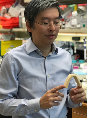 The fungal-bacteria composites that researchers grew in the lab are flexible yet durable, as Harris Wang demonstrates here. Photo: Kim Martineau Harris Wang bends a fungal-bacteria composite material. Photo: Kim Martineau