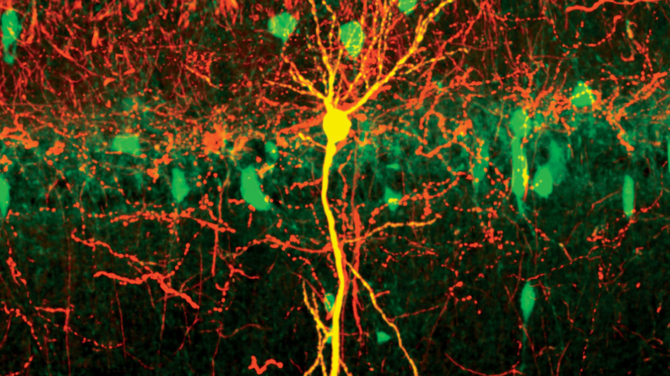 Neurons in the hippocampus, the brain’s memory center. (Courtesy of Tristan Geiller / Losonczy Lab)