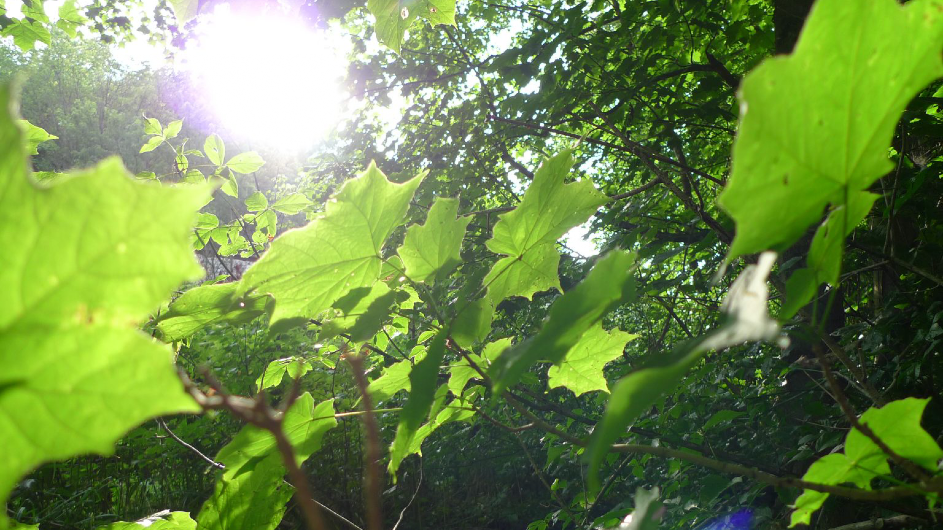 maple leaves in sunlight