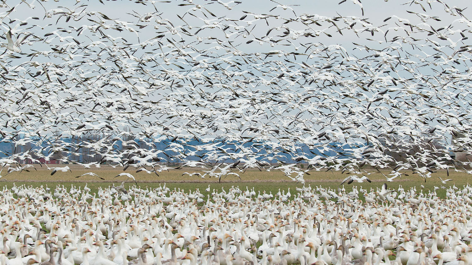 migrating birds