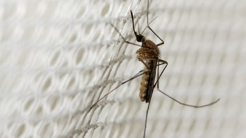mosquito on bed net