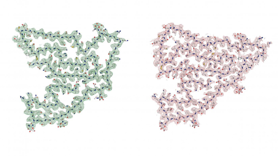 A key fragment of the protein TMEM106B, several atomic models of which are shown here, can stack into single or twinned types of fibrils. (Credit: Andrew Chang and Anthony Fitzpatrick / Columbia University’s Zuckerman Institute / Cell) Two models of protein fragments. (Credit: Andrew Chang and Anthony Fitzpatrick / Columbia University’s Zuckerman Institute / Cell)