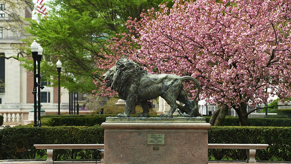 Statue of lion in front of a blossoming cherry blossom tree, Columbia University