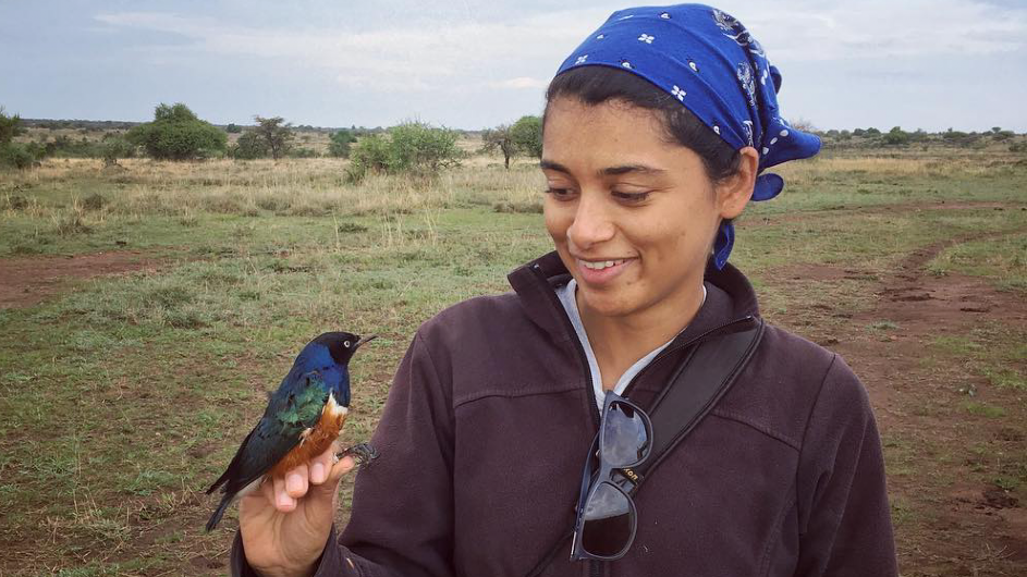 Columbia PhD student Shailee Shah holds a superb starling native to Kenya. (Image: Shana Caro)