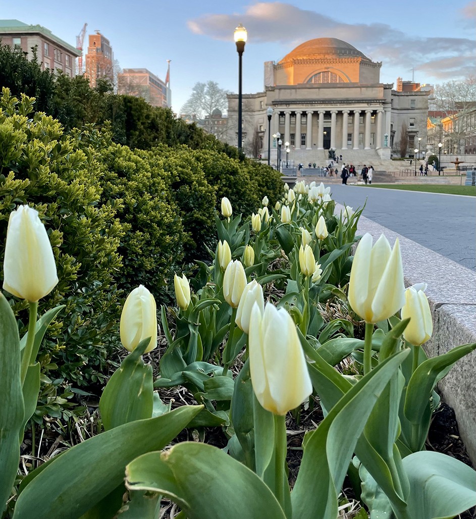 White tulips in bloom on Columbia's campus