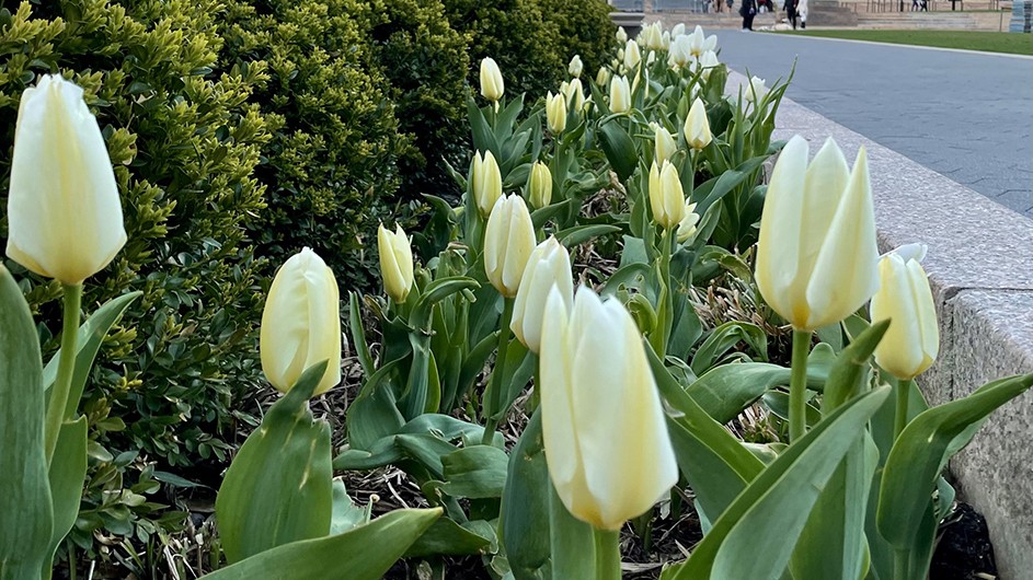 White tulips in bloom