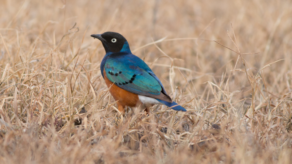 About 70 percent of superb starling chicks die of starvation or predation in East Africa's variable climate. Photo by Shailee Shah. Superb starling in Kenya grasslands (Image: Shailee Shah)